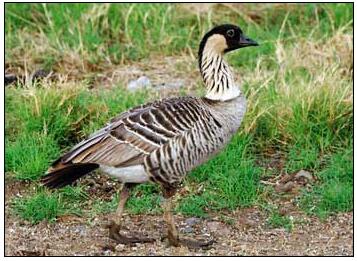 The Hawaiian goose is a symbol of the state of Hawaii