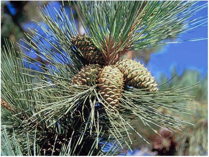 Yellow (Oregon) pine - a symbol of the state of Montana